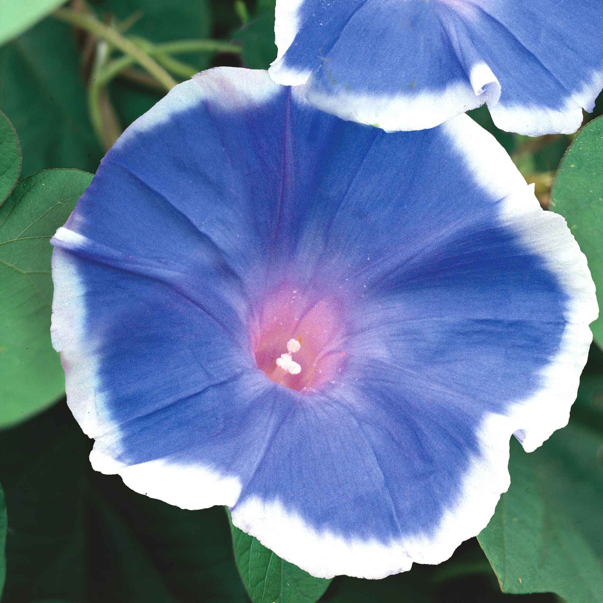 morning glory seeds for sale Bulk Morning Glory Seeds