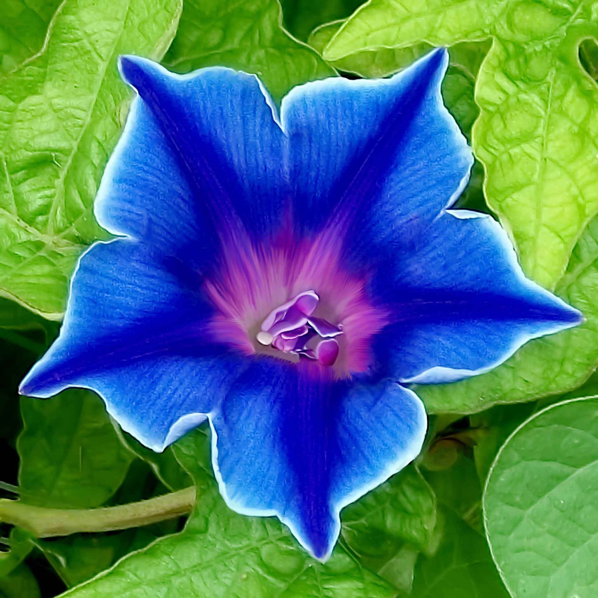 morning glory blue seeds Bulk Morning Glory Seeds