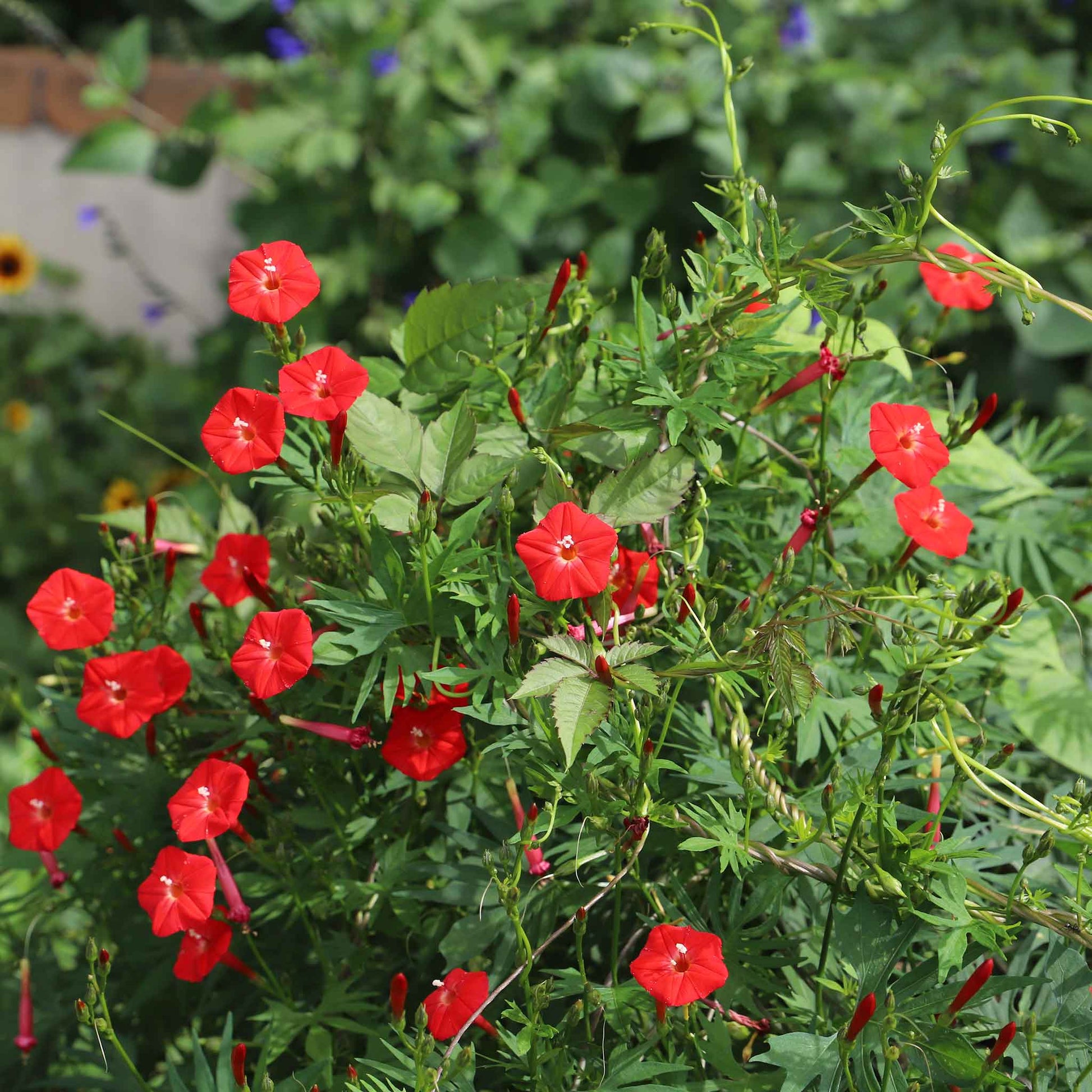 cardinal plant seeds Bulk Cardinal Climber Seeds Packet