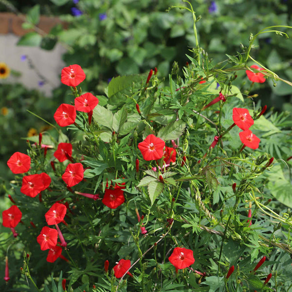 planting cardinal climber seeds Bulk Cardinal Climber Seeds