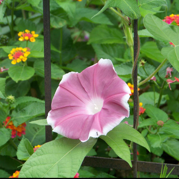 Bulk Morning Glory Seeds - Chocolate | Bulk Wildflowers