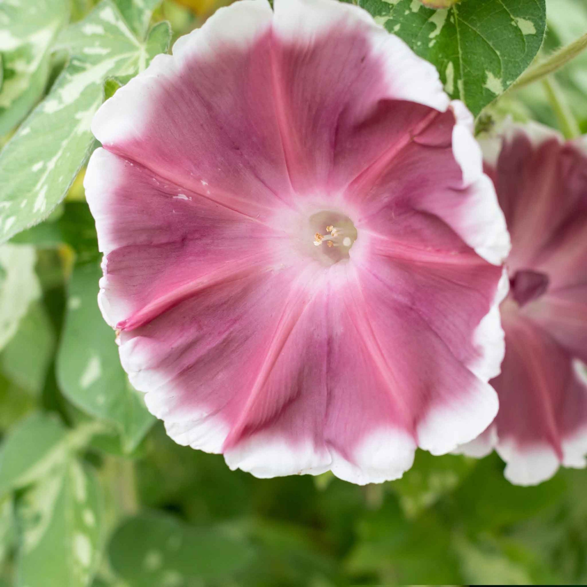 where to buy morning glory seeds Bulk Morning Glory Seeds