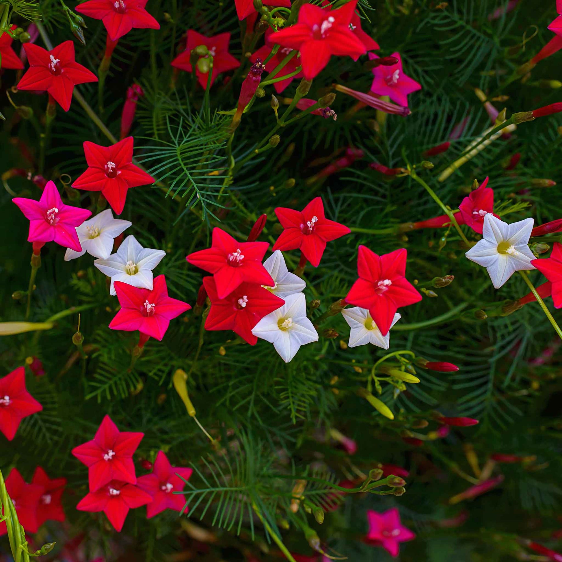 cypress vine plant seeds Bulk Morning Glory Seeds
