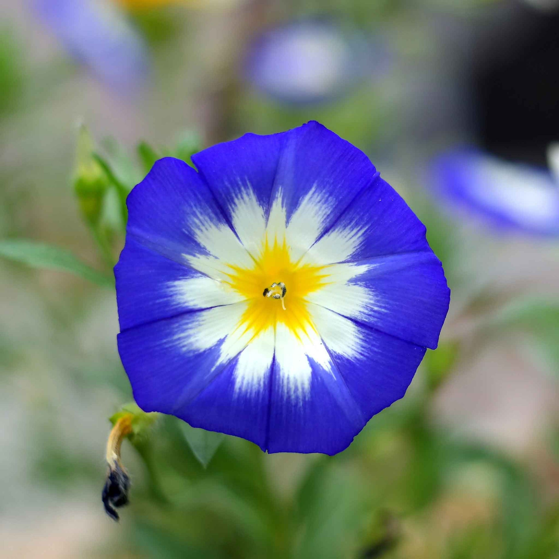 dwarf flower seeds Bulk Morning Glory Seeds (Dwarf)