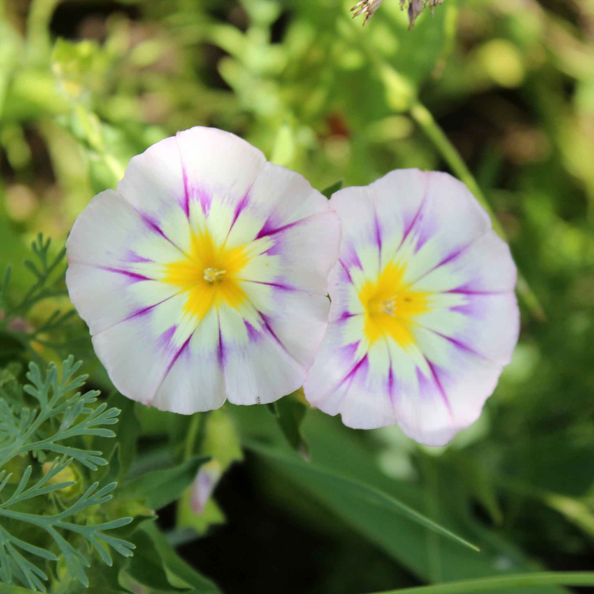 dwarf morning glory seeds Bulk Morning Glory Seeds (Dwarf)