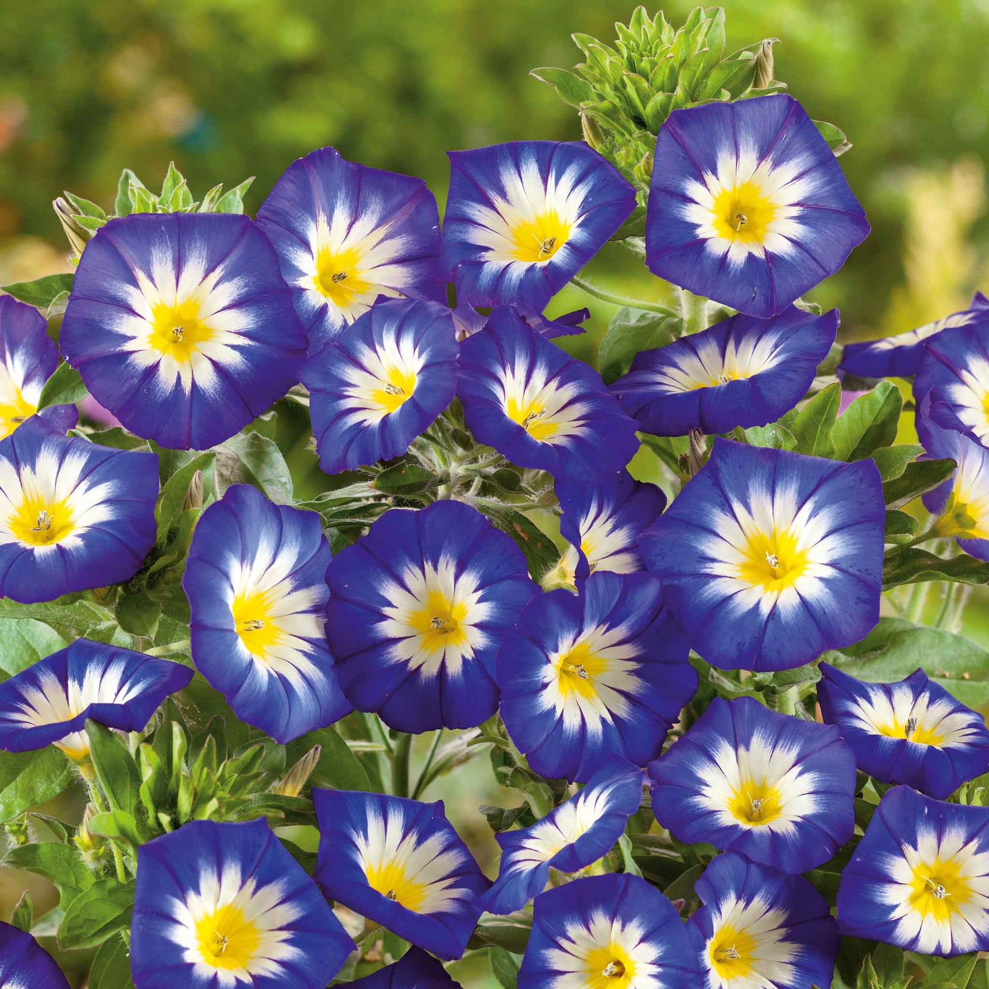 morning.glory seeds Bulk Morning Glory Seeds - Royal Ensign