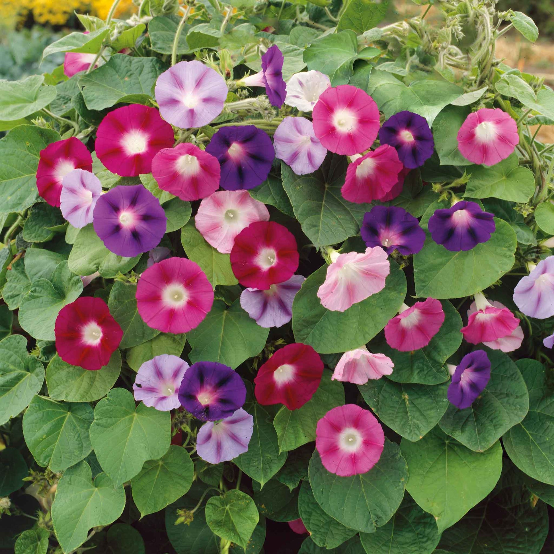 buy morning glory seeds Bulk Morning Glory Seeds