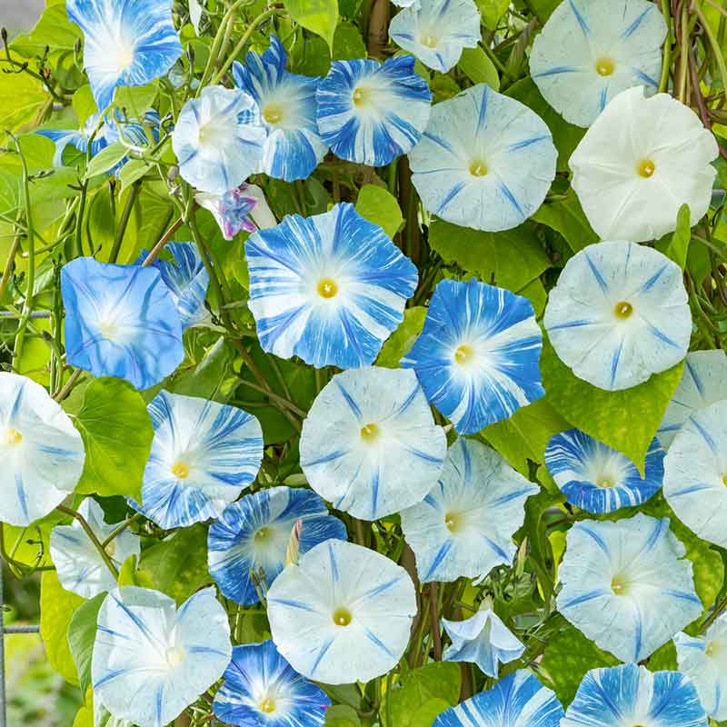 Bulk Morning Glory Seeds