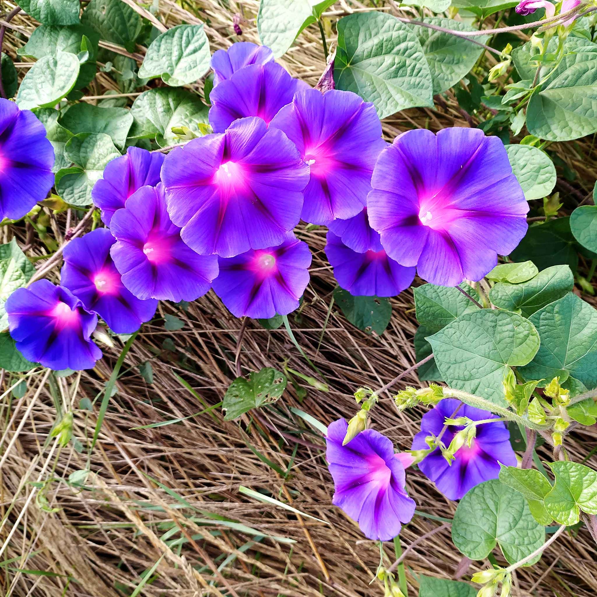 morning glory grandpa ott seeds Bulk Morning Glory Seeds