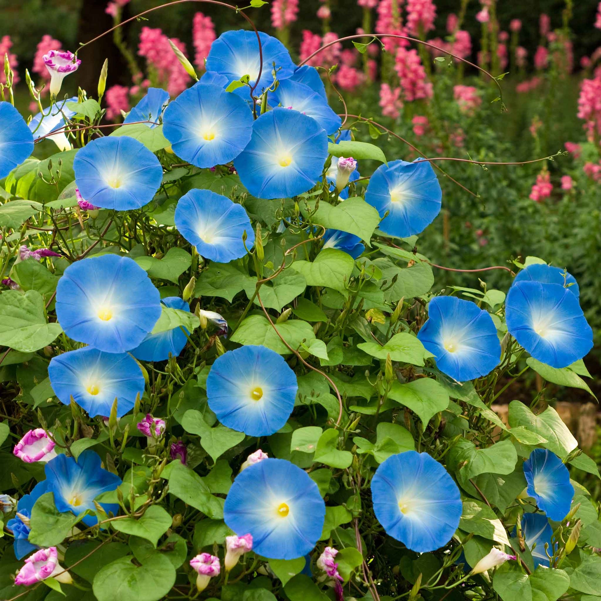 wild morning glory seeds Bulk Morning Glory Seeds - Heavenly Blue