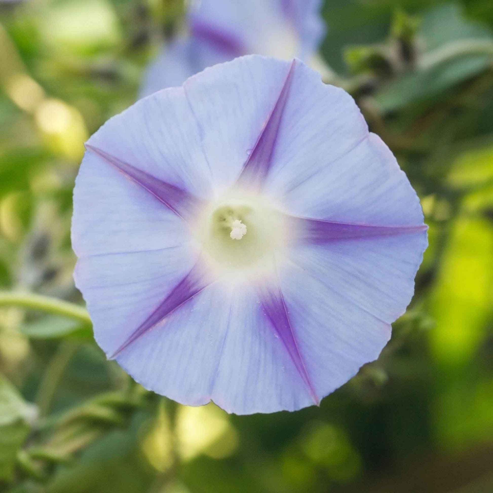 white morning glory seeds Bulk Morning Glory Seeds