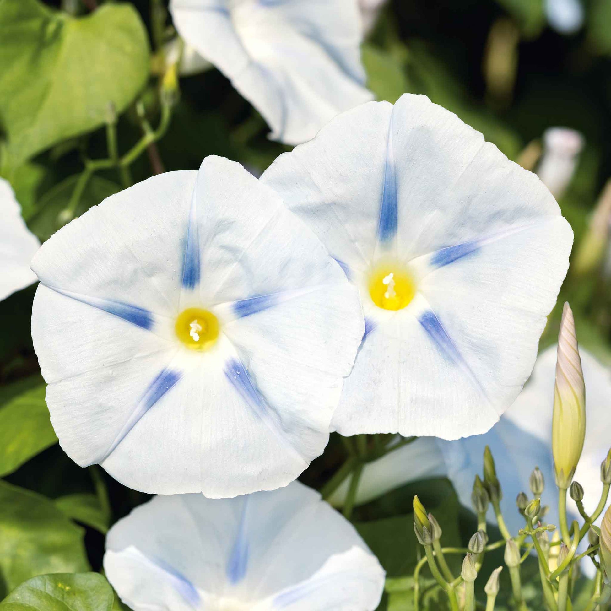 ipomoea morning glory seeds Bulk Morning Glory Seeds