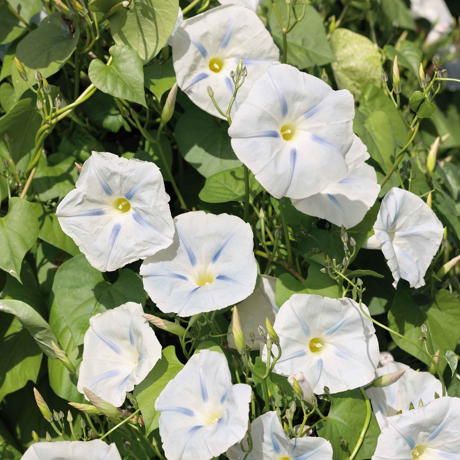 stores that sell morning glory seeds Bulk Morning Glory Seeds