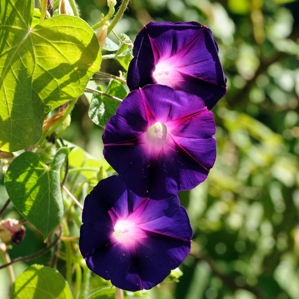morning glory クローン JHS Morning Glory clone デモ - YouTube