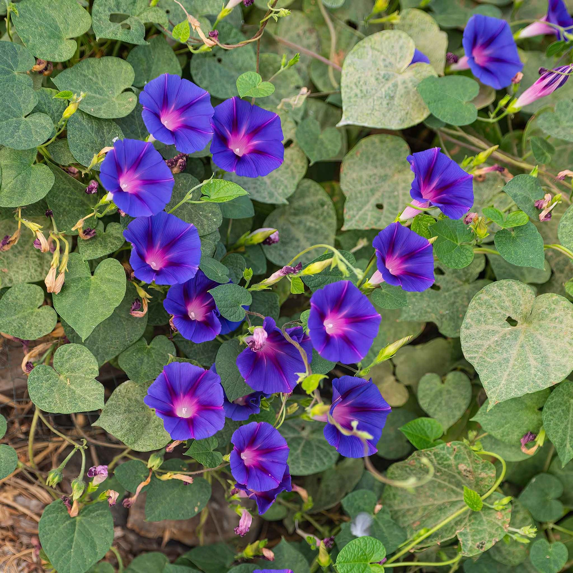 where to get morning glory seeds Bulk Morning Glory Seeds