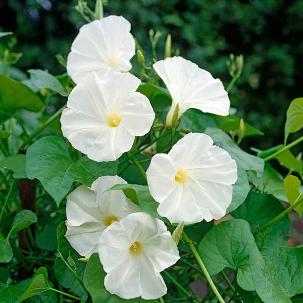 morning glory pearly gates seeds Bulk Morning Glory Seeds