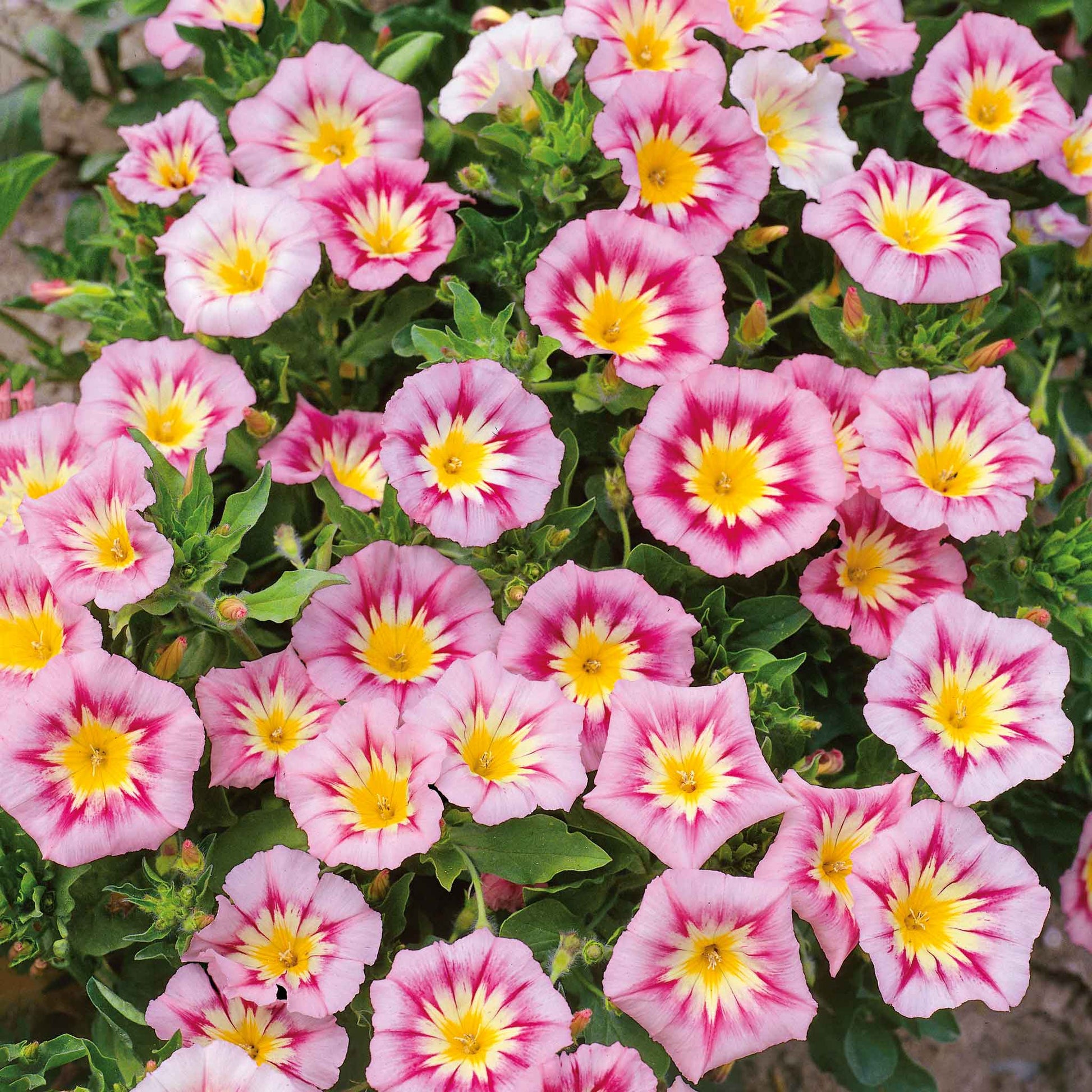 morning glory rose ensign