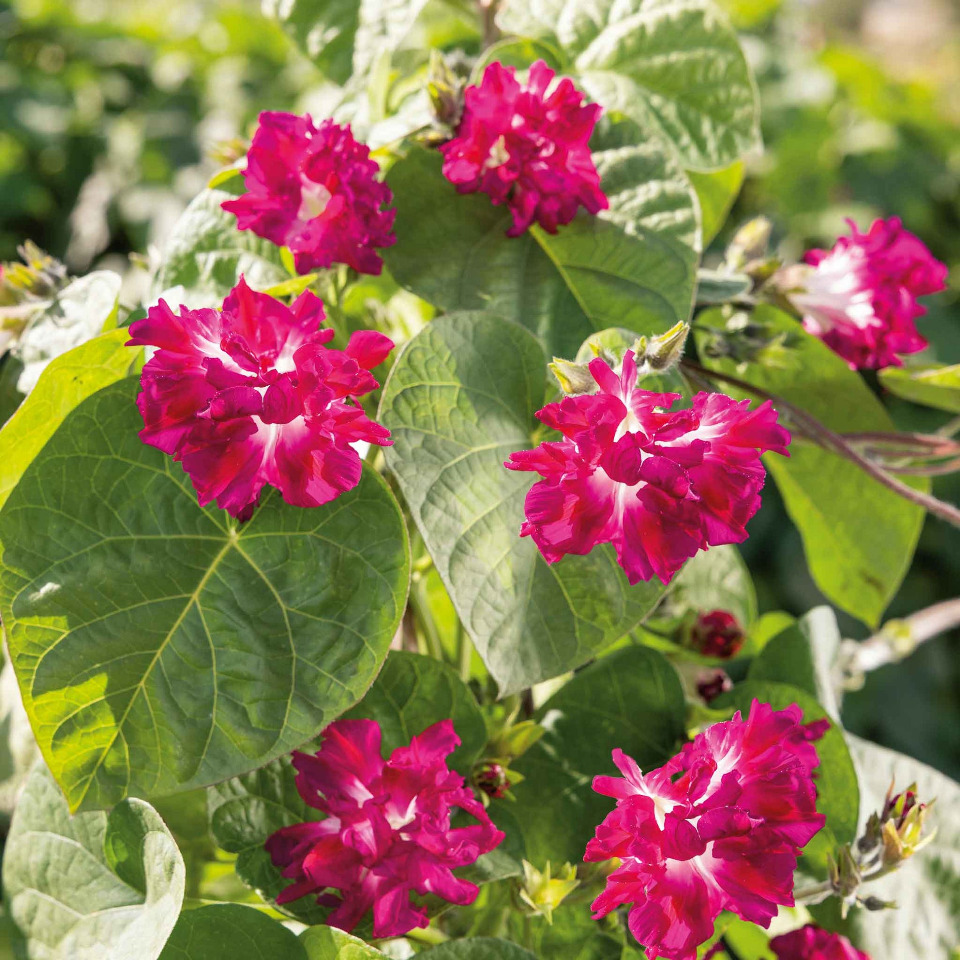 japanese morning glory seeds Bulk Morning Glory Seeds