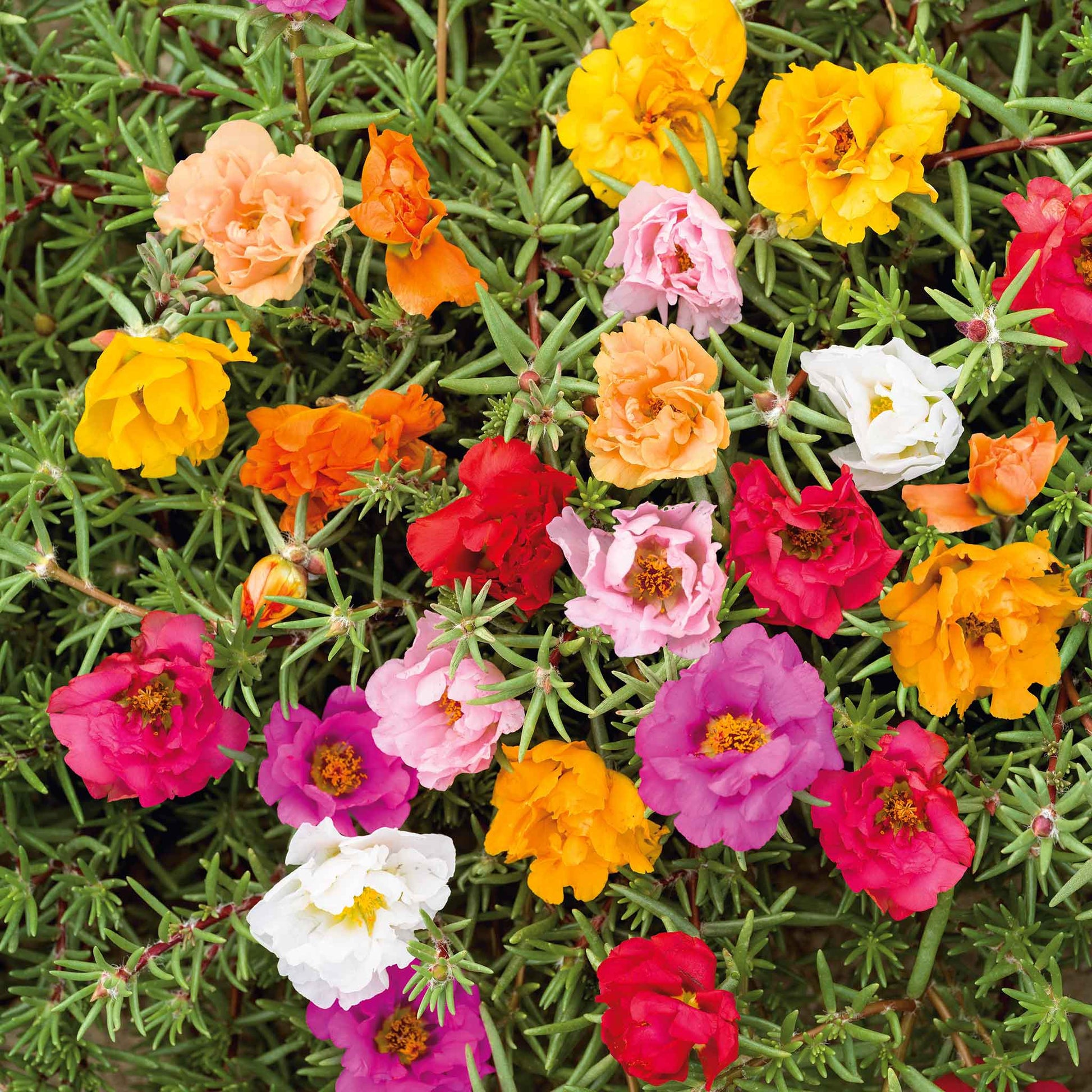 moss rose.seeds Bulk Moss Rose Seeds