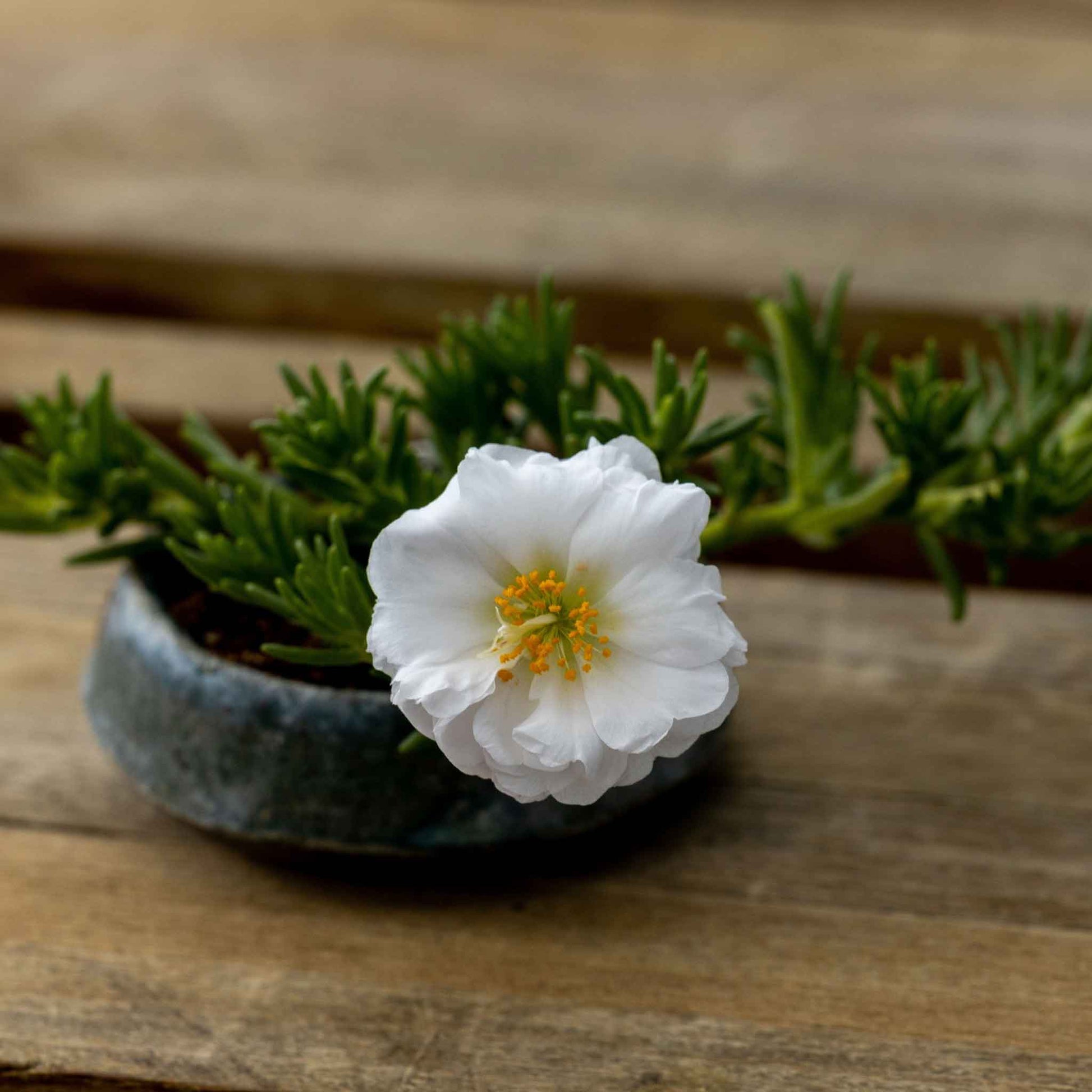 white rose seeds Bulk Moss Rose Seeds - Happy Hour Coconut