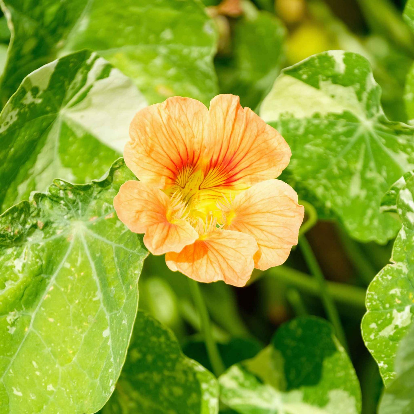 nasturtium alaska salmon