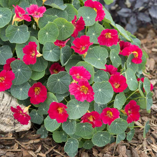 nasturtium baby rose