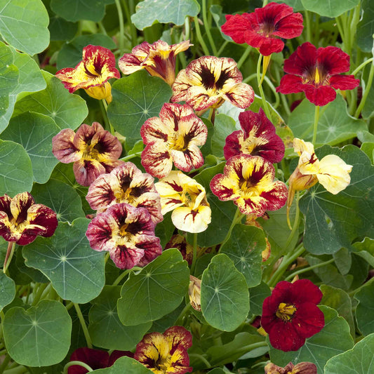 nasturtium bloody mary