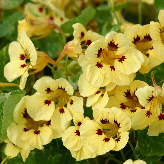 nasturtium cream troika