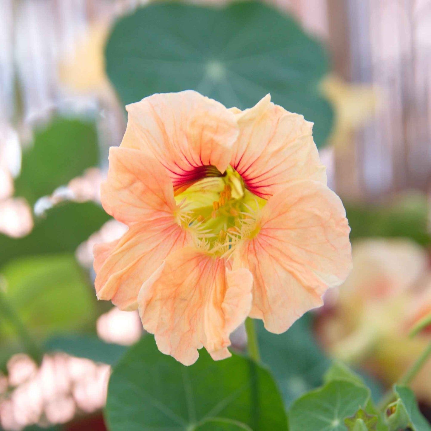 nasturtium salmon gleam