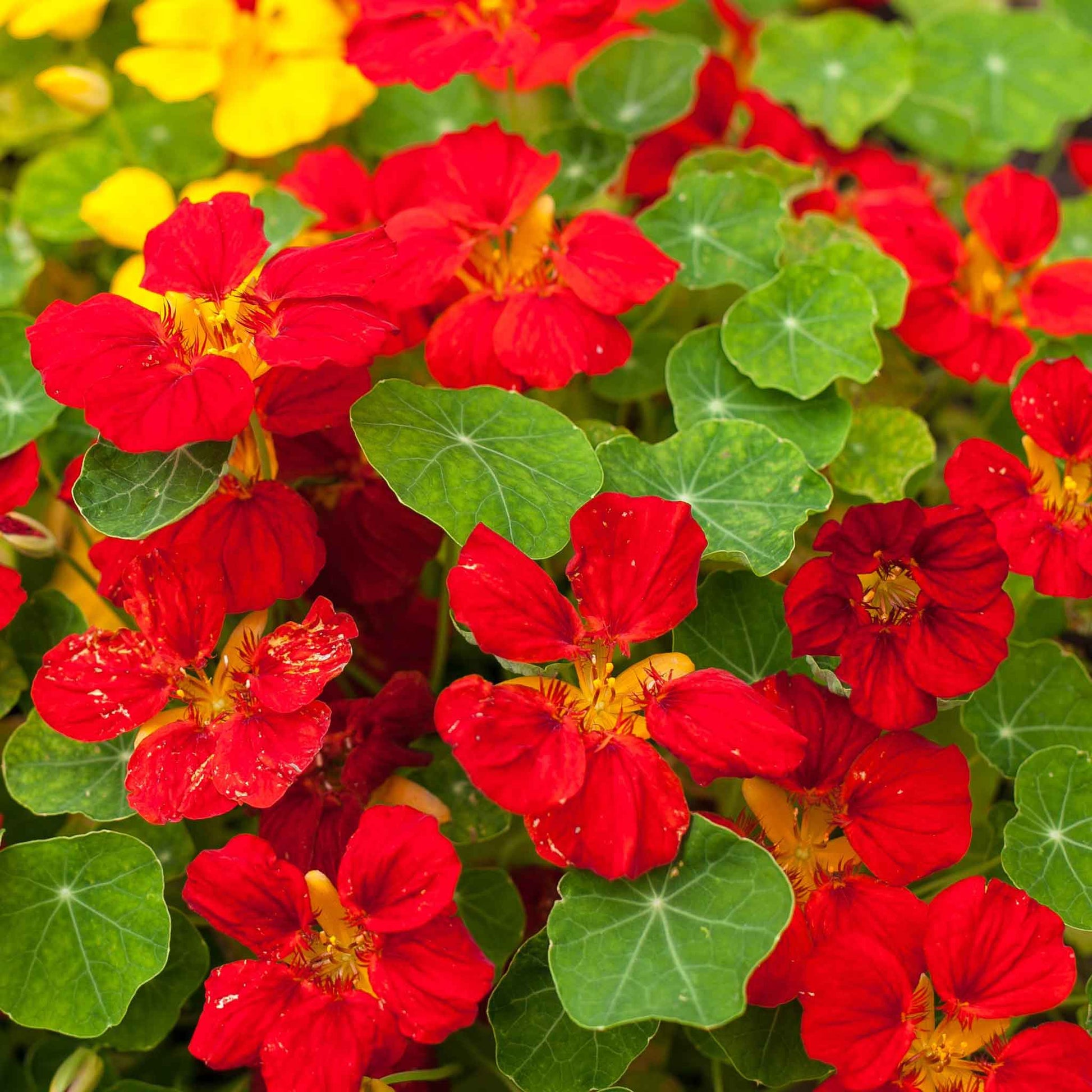 nasturtium seed planting depth Bulk Nasturtium Seeds