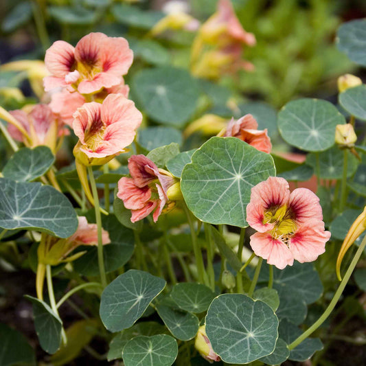 nasturtium ladybird rose