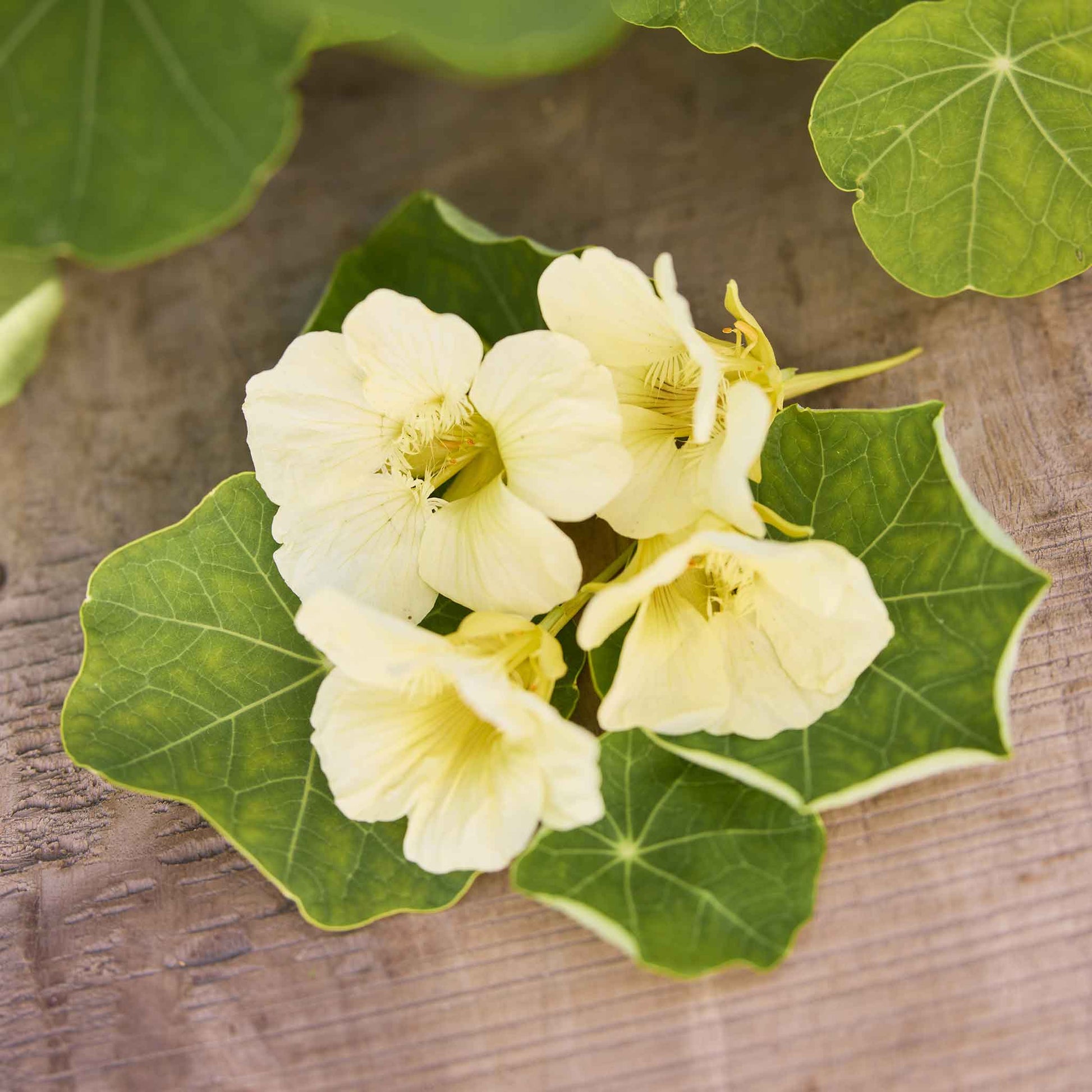 nalleru plant seeds Bulk Nasturtium Seeds