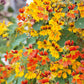 nasturtium phoenix