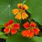 nasturtium phoenix