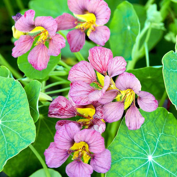 the emperor and the flower seeds Bulk Nasturtium Seeds