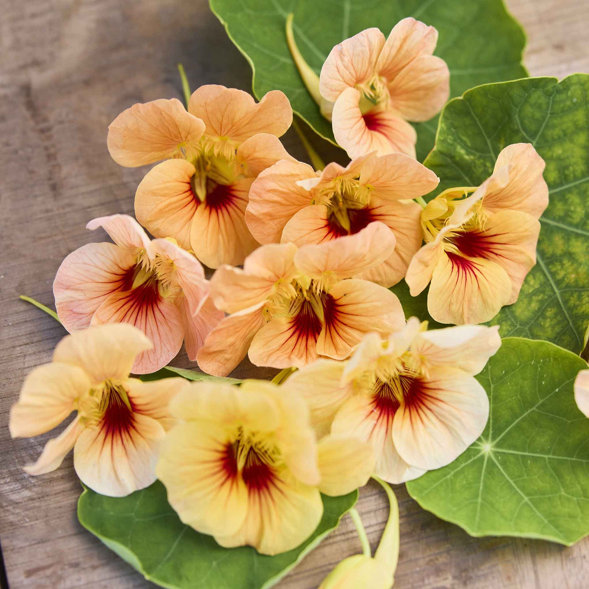 nasturtium tip top apricot