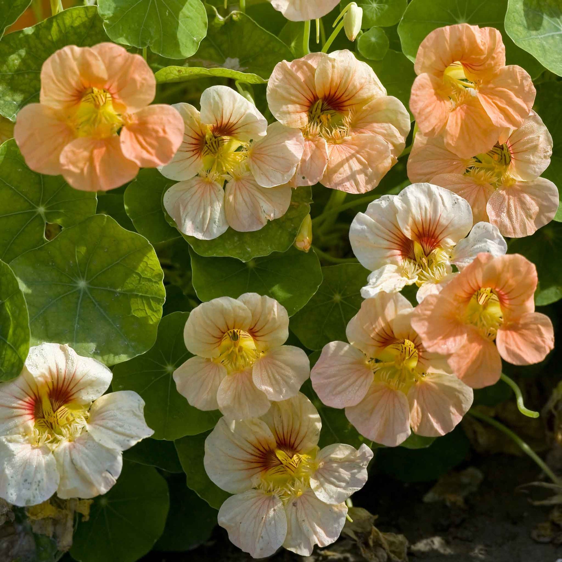 nasturtium tip top apricot