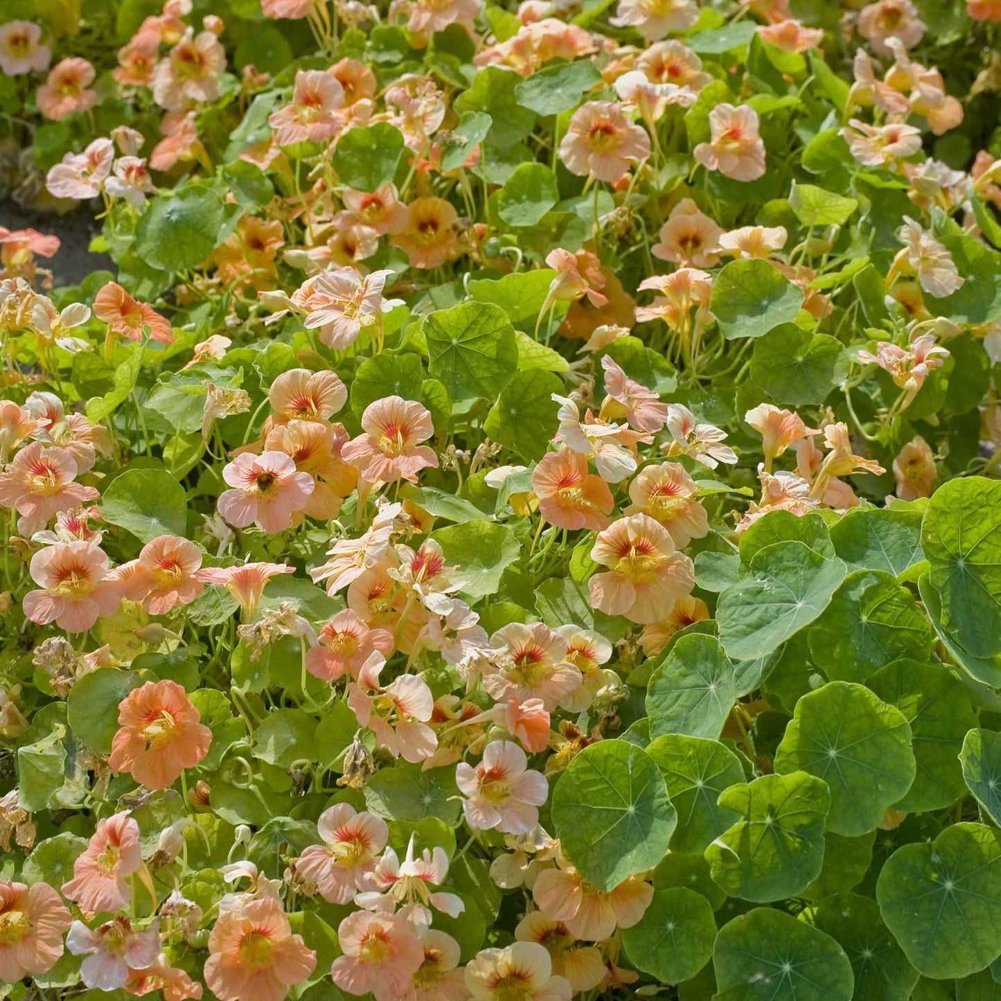 nasturtium tip top apricot