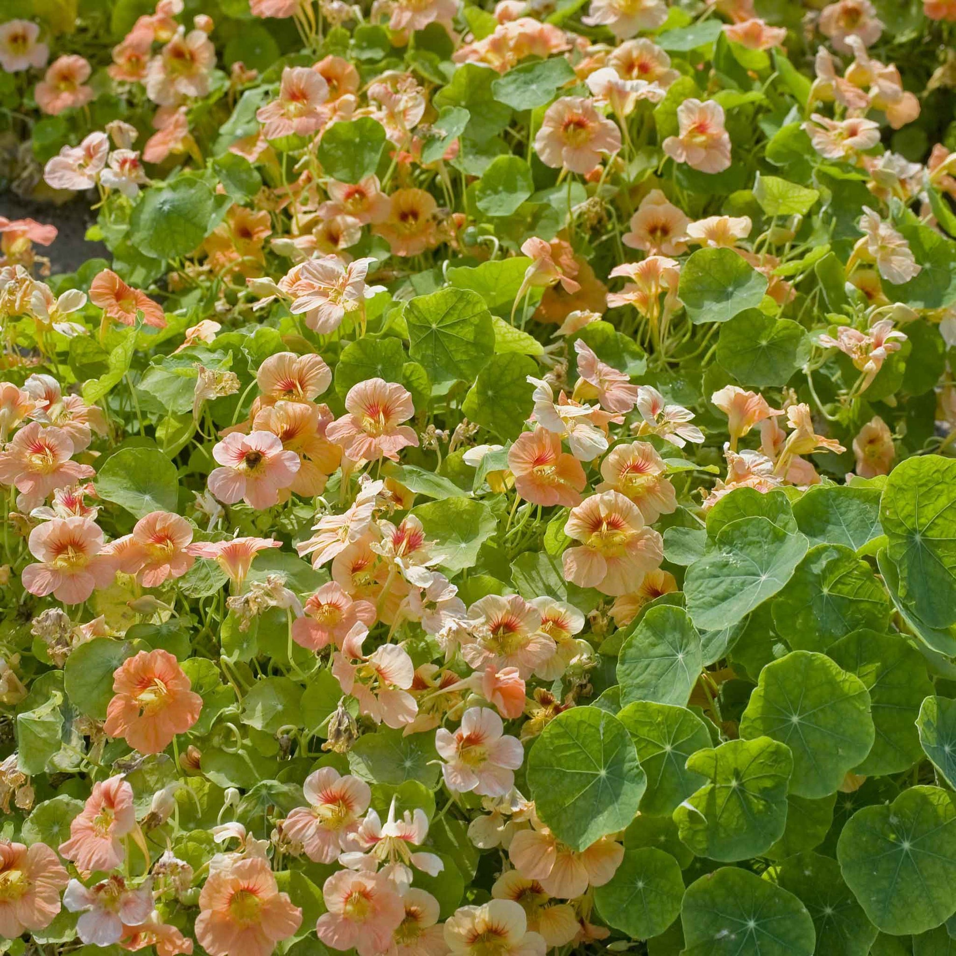 nasturtium tip top apricot