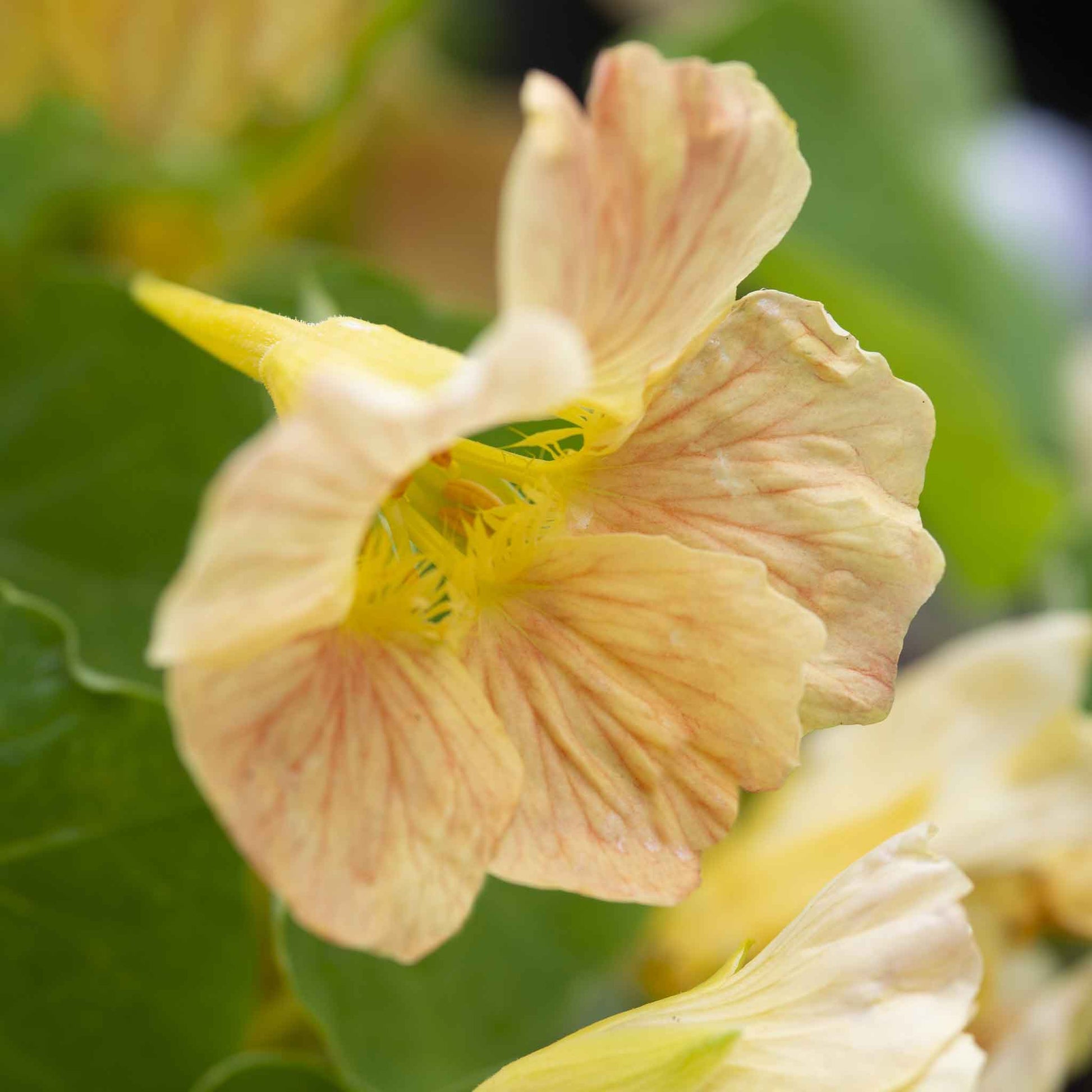nasturtium tip top pink blush