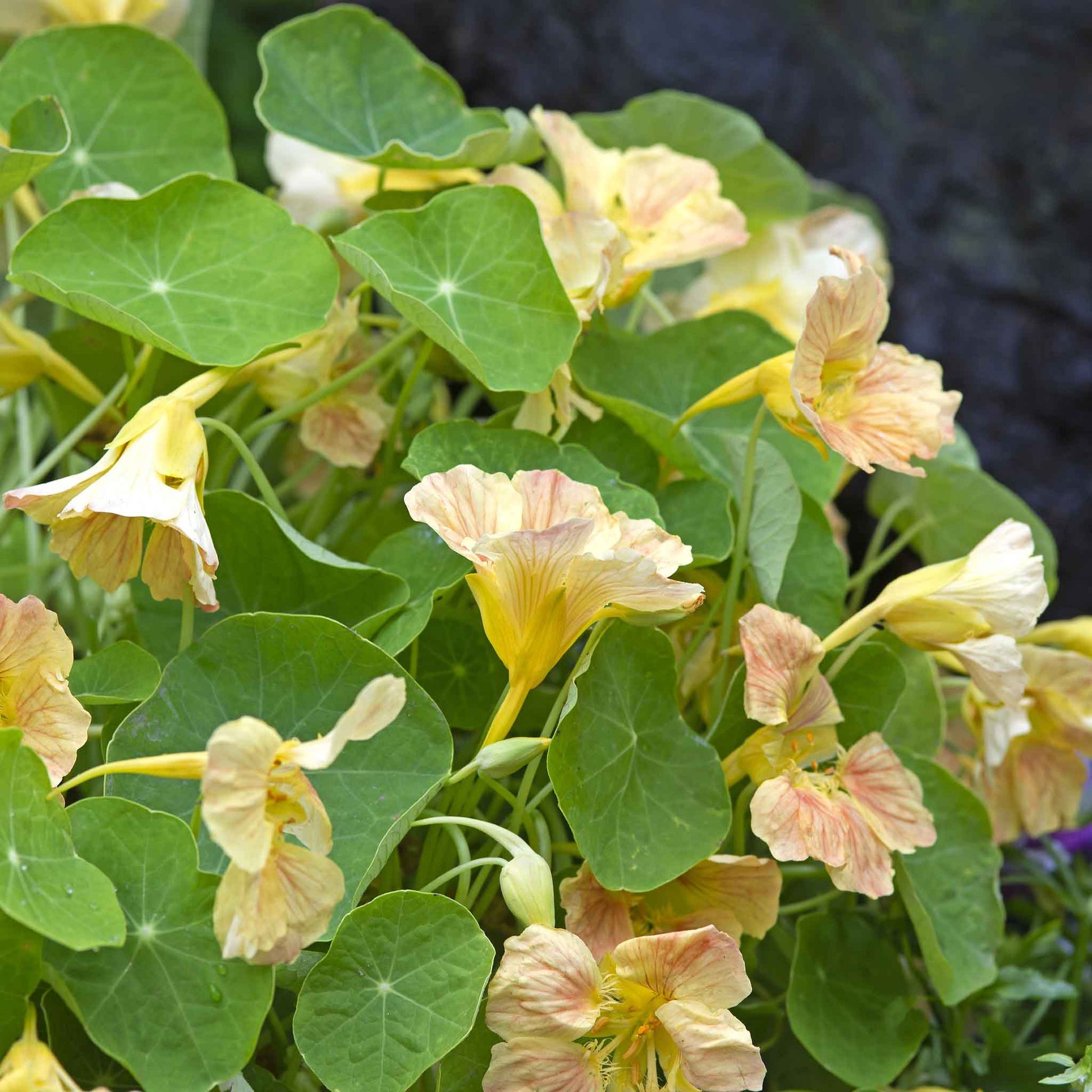 nasturtium tip top pink blush