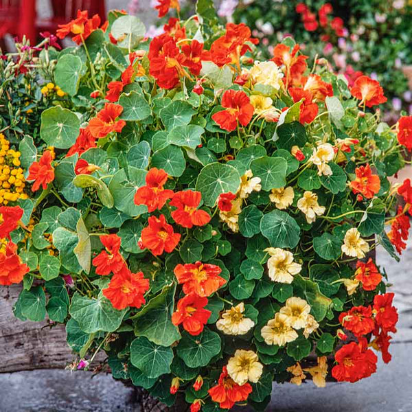 plant nasturtium in pots Bulk Nasturtium Seeds - Tom Thumb Mix