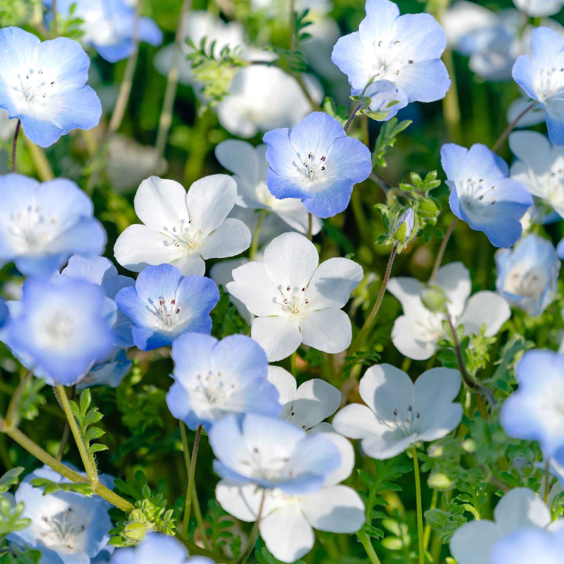 planting nemophila seeds Bulk Nemophila Seeds