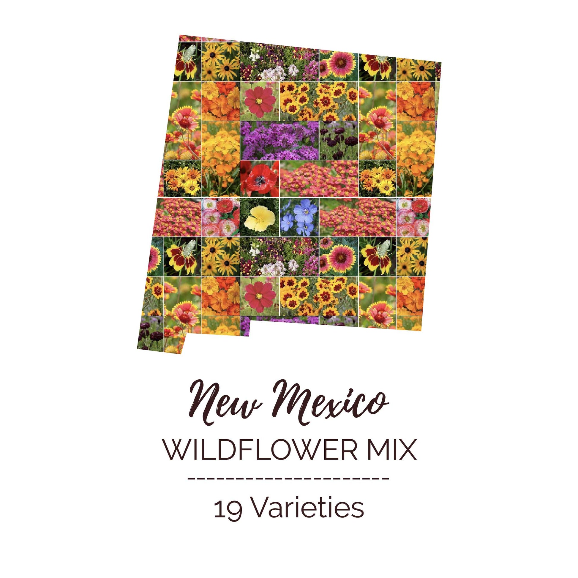 new mexico native wildflower seeds Bulk New Mexico Wildflower Seed Mix 1/4 Pound