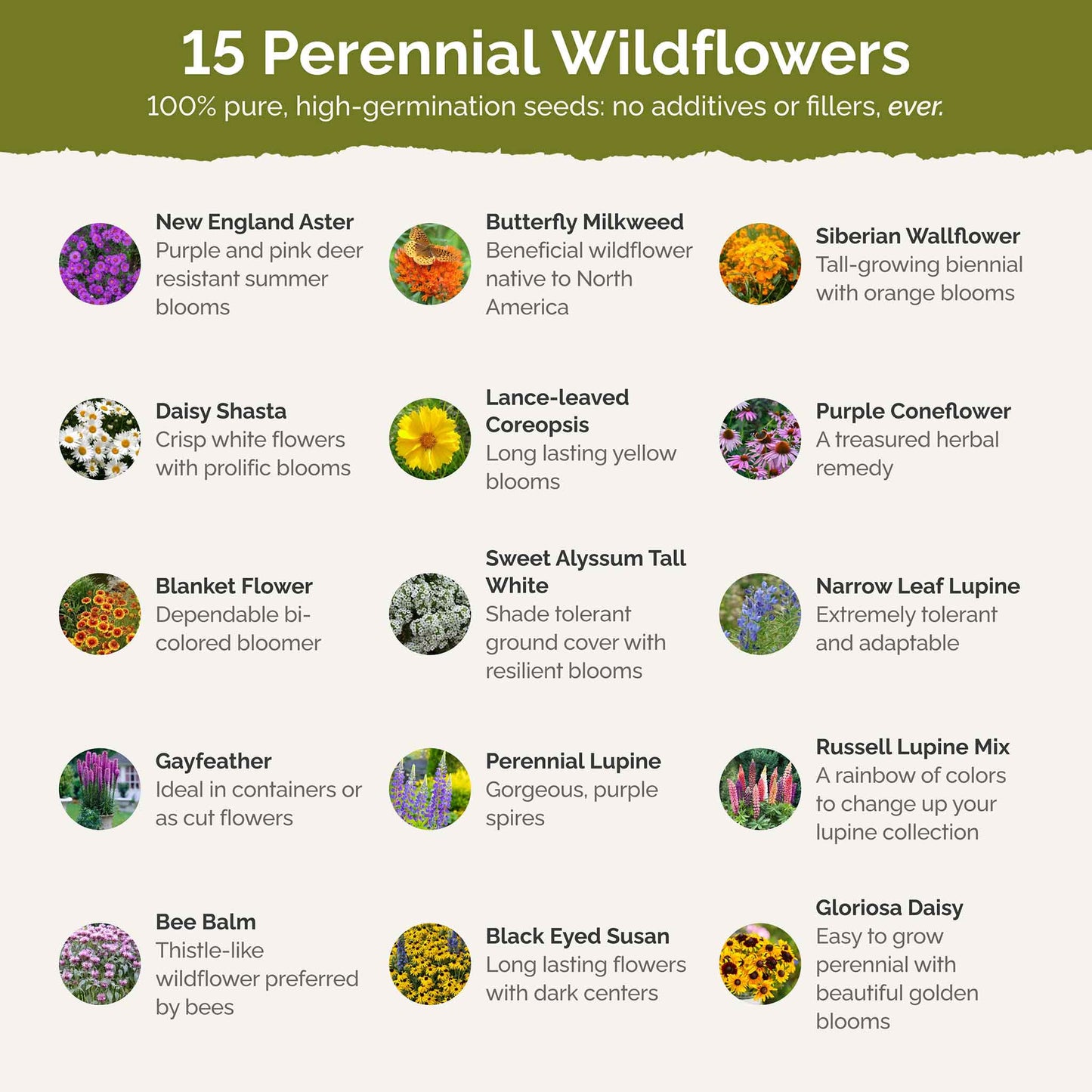 best wildflower seeds for northeast Bulk Northeast All Perennial Wildflower Seed Mix