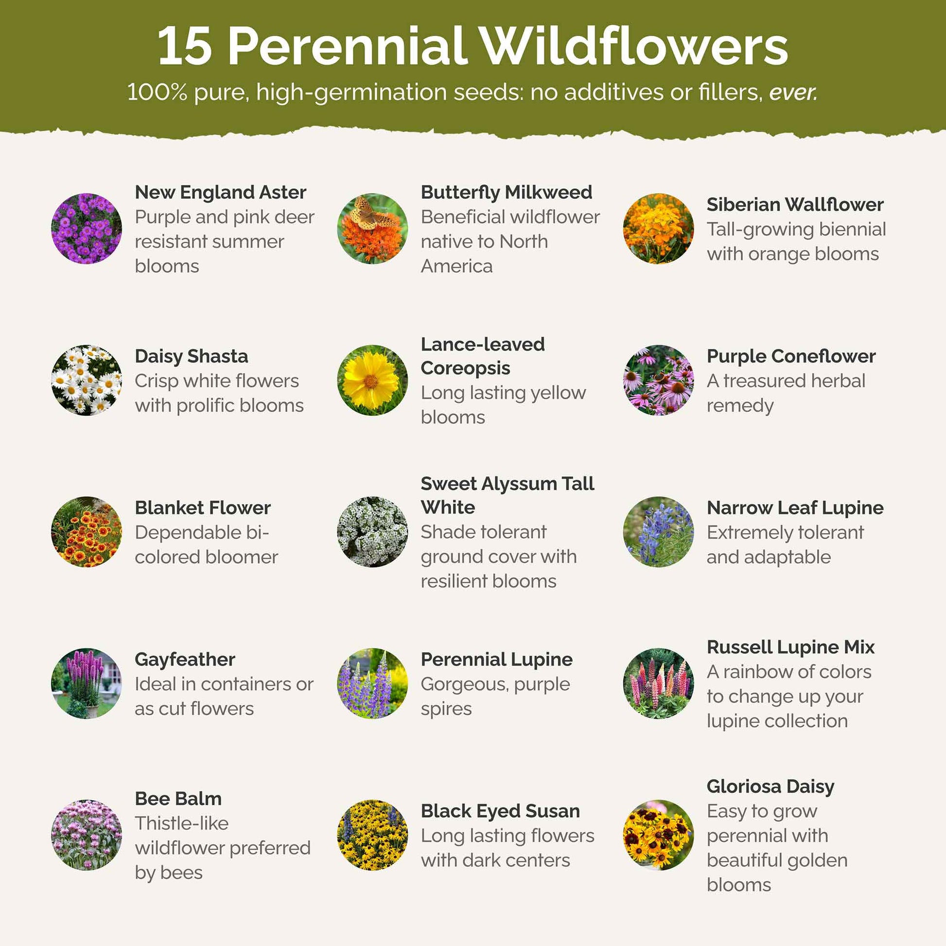northeast wildflower seed Bulk Northeast All Perennial Wildflower Seed Mix