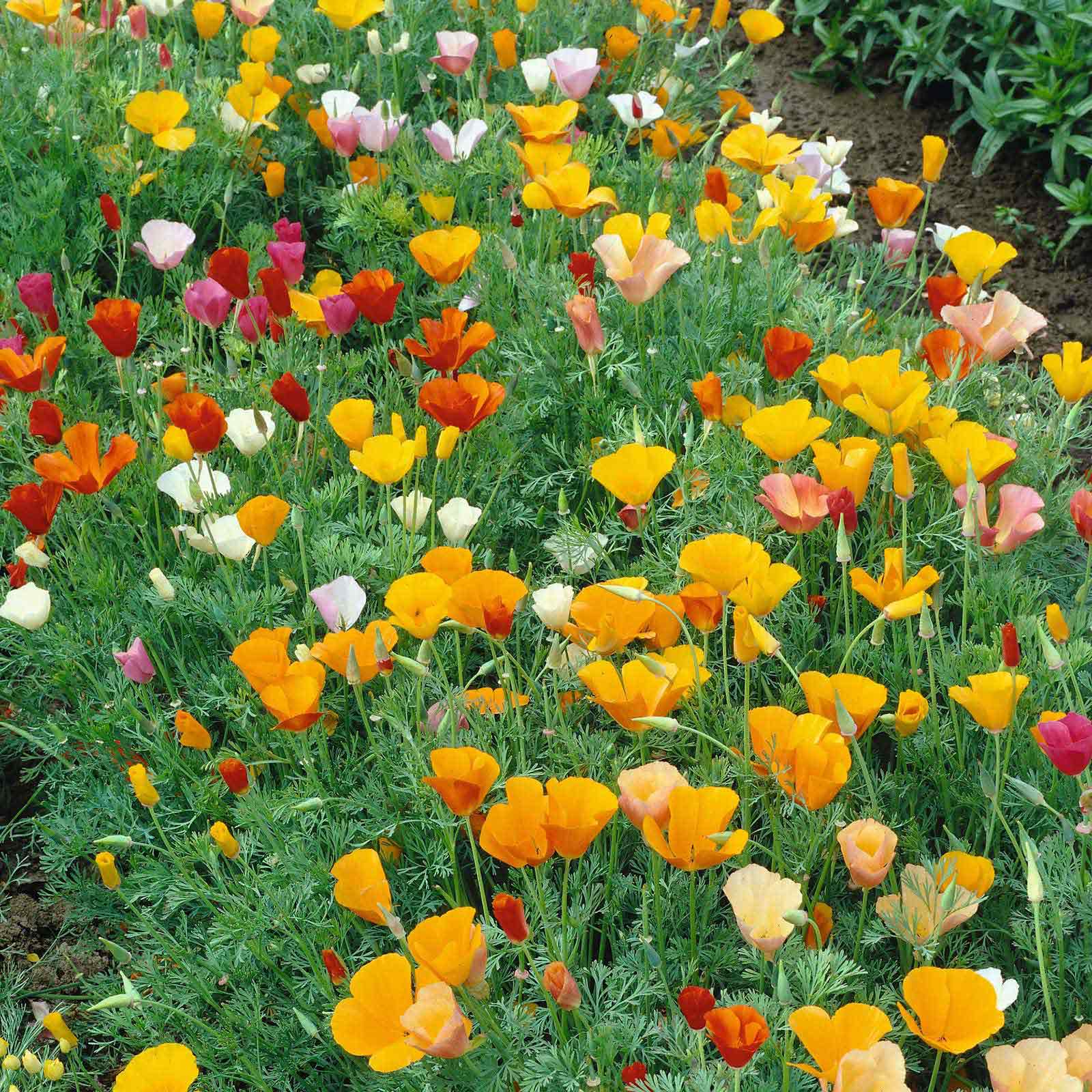 poppy wildflower seed mix Organic California Poppy Seeds - Mixed Colors | Bulk Flower Seeds
