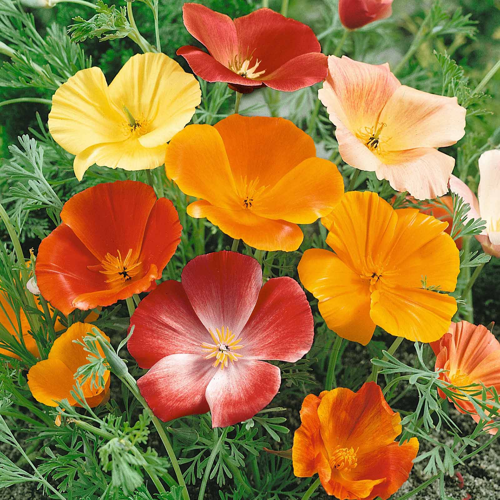 organic poppy seeds for planting Organic California Poppy Seeds - Mixed Colors | Bulk Flower Seeds