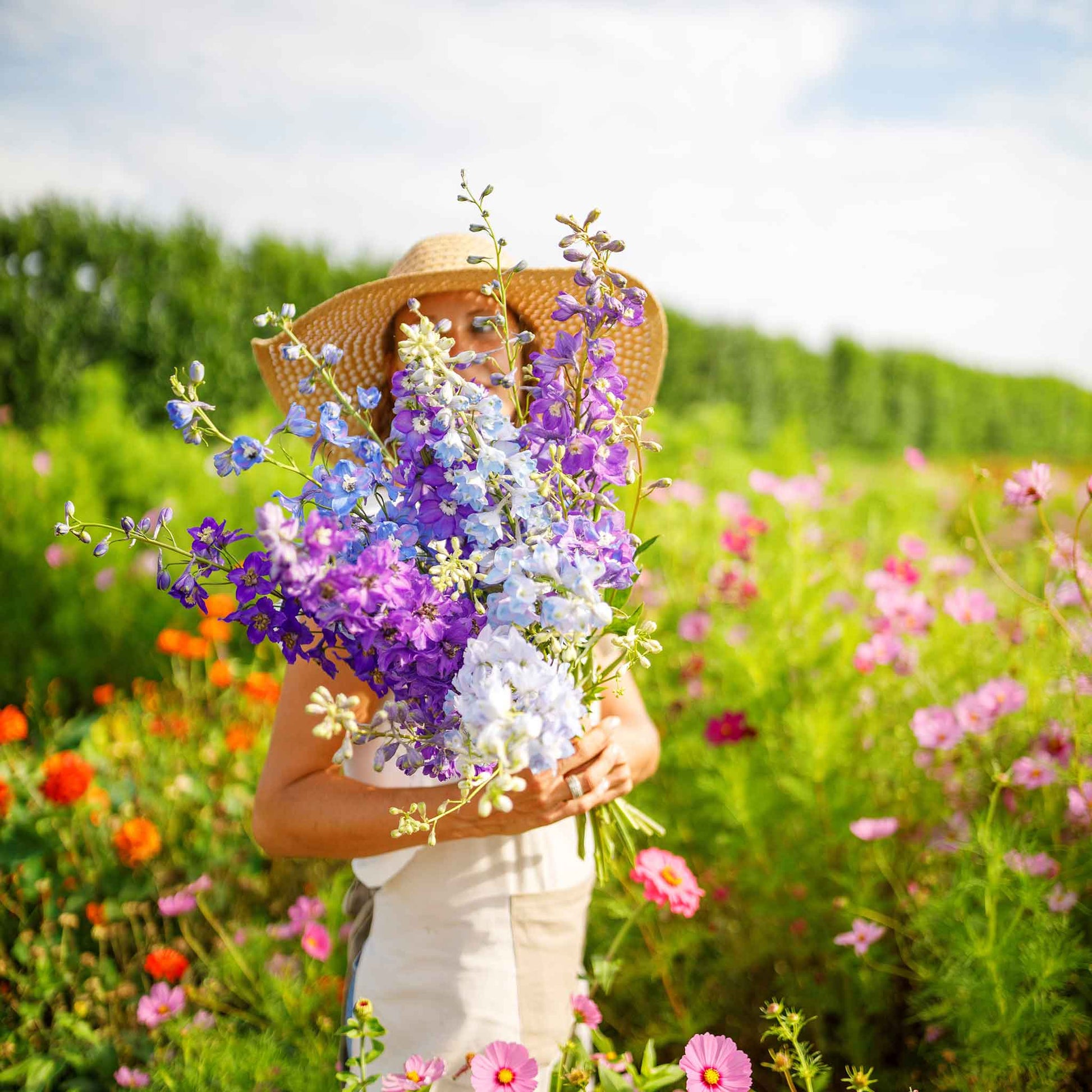 rocket plant seeds Bulk Rocket Larkspur Seeds