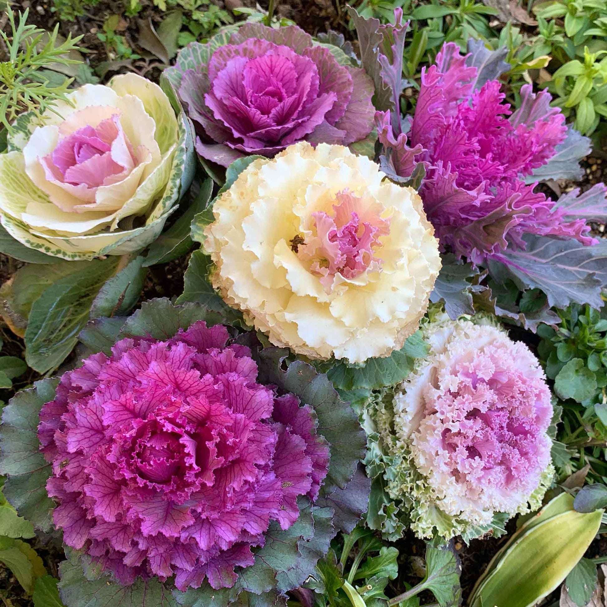 kale flower seeds Bulk Ornamental Kale Seeds - Mix